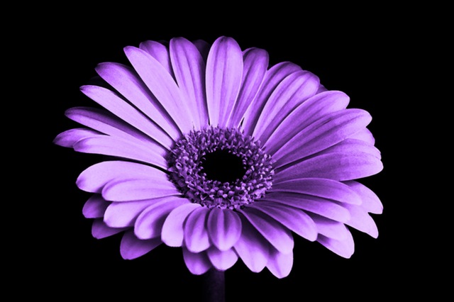 Purple flower on black background